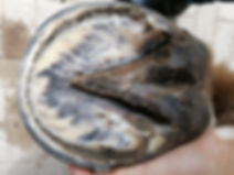IMG_20240706_105457.jpg
