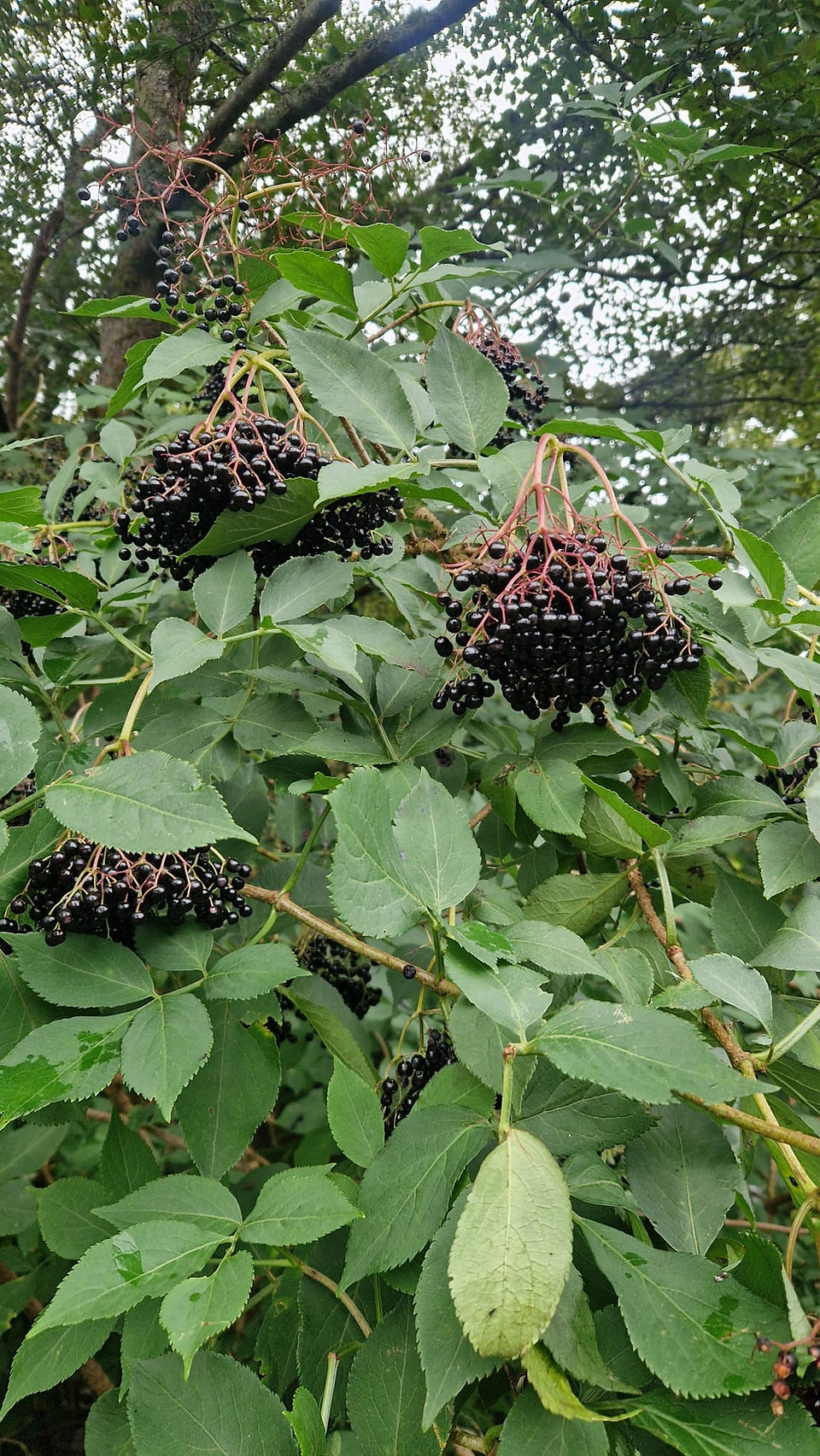 Elderberries in the Scottish Highlands 