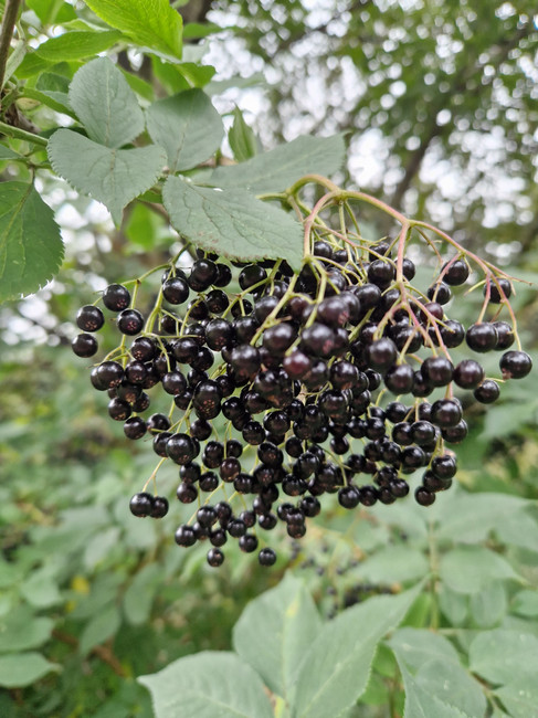 Elderberries in the Scottish Highlands