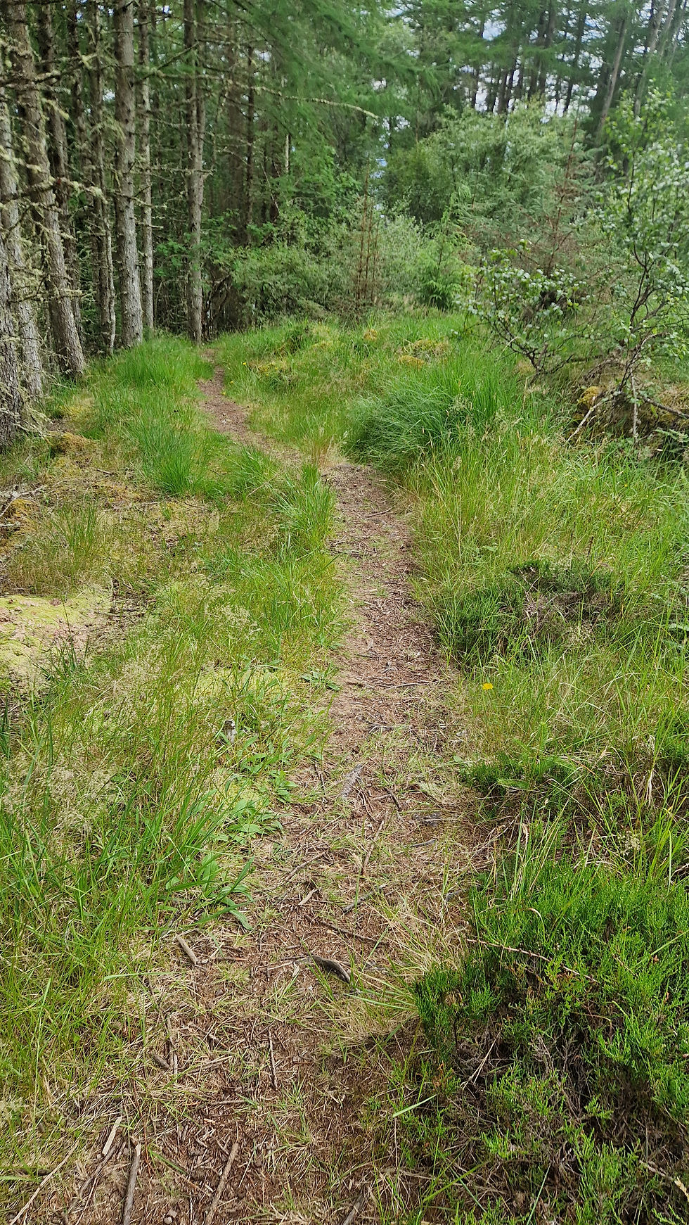 Woodland Walk to Sandaig Beach, Glenelg