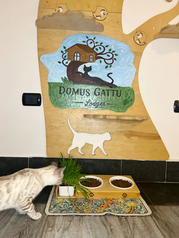 cat suite hotel pensione per gatti migliore vicino milano e rho