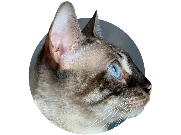 BENGALA SNOW CHARCOAL