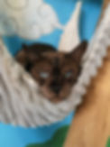 GATTO BENGALA