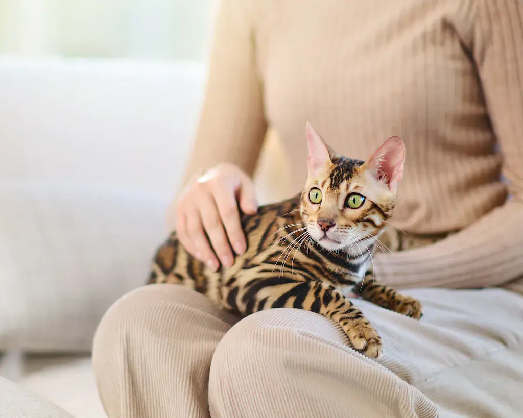 allevamento gatto bengala