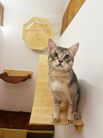 cat suite hotel pensione per gatti migliore vicino milano e rho