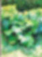 This is a Plein air landscape drawing by artist Dawn Hunter of large green leaf foliage at the South Carolina State Capital.