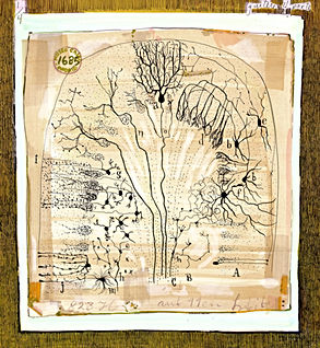 This is an artist study by Dawn Hunter of Santiago Ramón y Cajal's original cerebellum drawing. Hunter's drawing faithfully replicates Cajal's scientific illustration, showcasing the intricate details of the cerebellum and honoring Cajal's groundbreaking work in neuroanatomy.