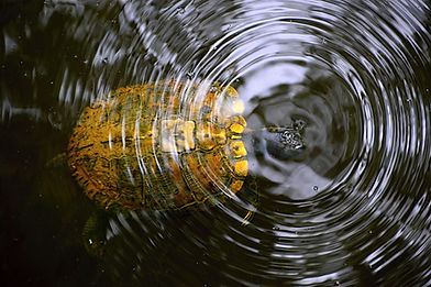 This is an image of a turtle swimming in the Congaree National Park.