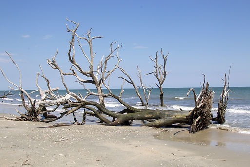 Dawn Hunter Artist_landscape-and-beach-in-edisto-island-in-south-carolina.jpg