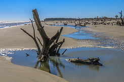 Dawn Hunter Artist_Coastal Expeditions.jpg