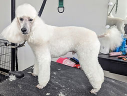 Handsome Mini Poodle boy