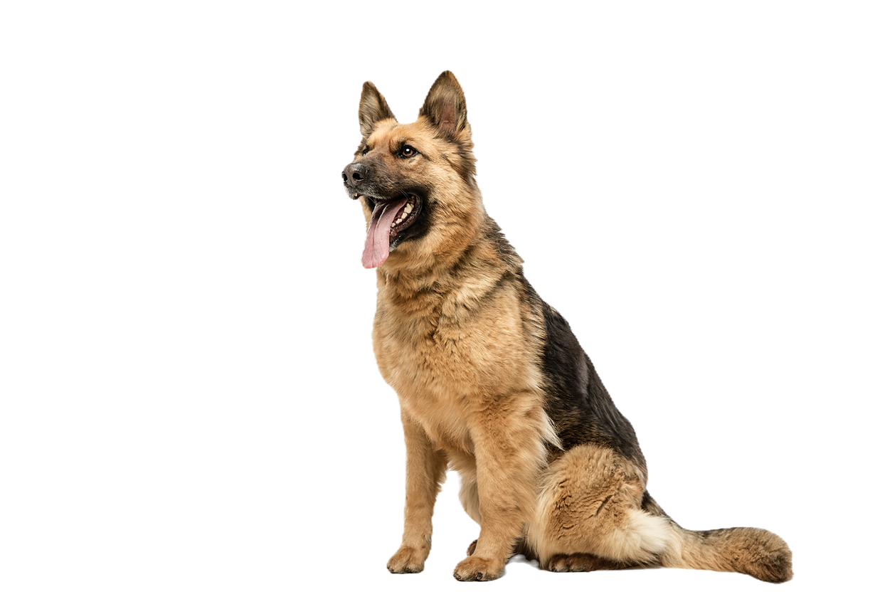 K9 Training Long Island_edited_edited.pn