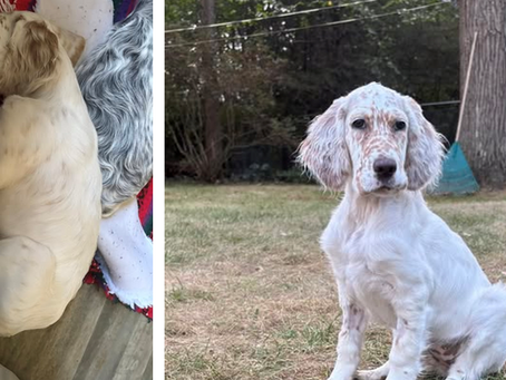 IT CAN HAPPEN . . . a reminder - Parvo in Puppies
