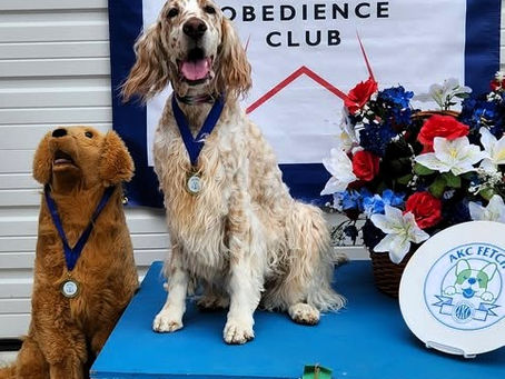 Kenya finishes AKC Fetch Intermediate Title!