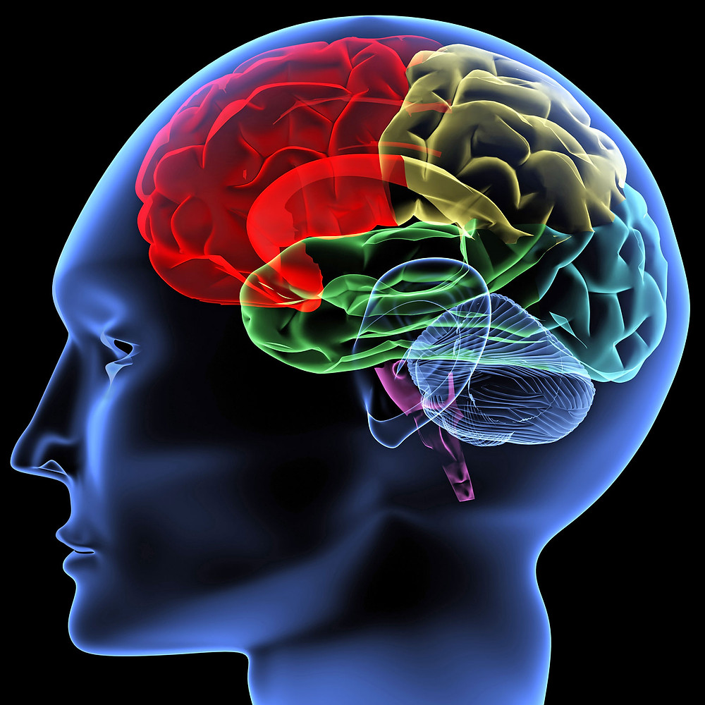 Cow Milk reduces Anxiety and Tumor