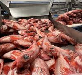 Manoeuvre transformation poisson 3.jpg