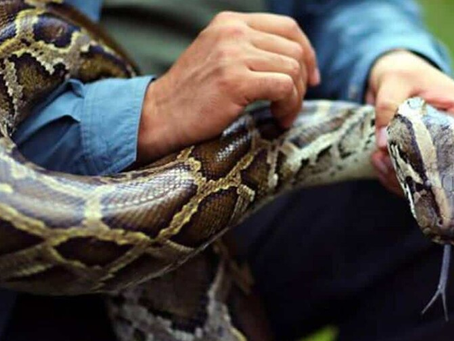 El secreto que esconden las pitones y que podría ofrecer claves para la pérdida de peso