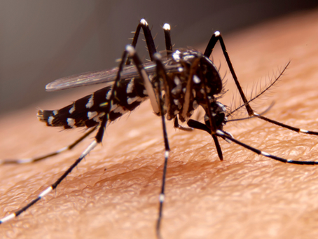 Conmemoración: Día Mundial del Mosquito