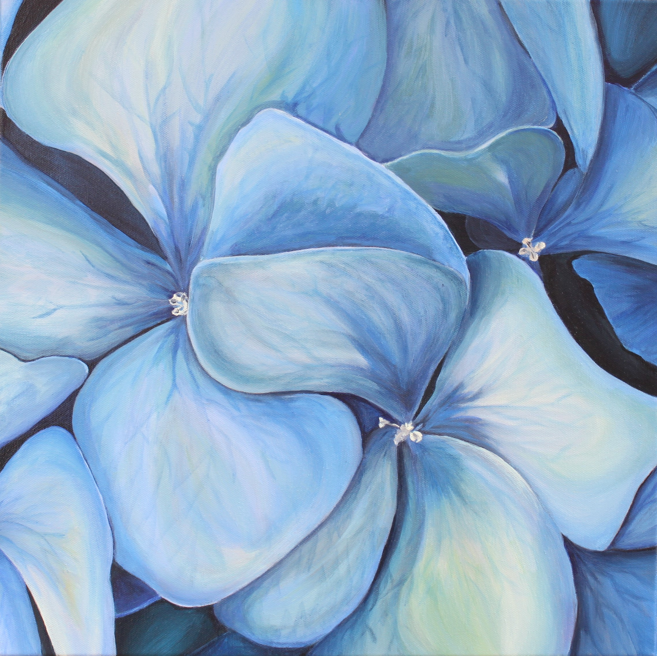 Turquoise Hydrangeas