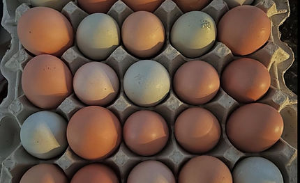 WhatsApp Image 2025-03-14 at 09.02.37_a12c4f70.jpg