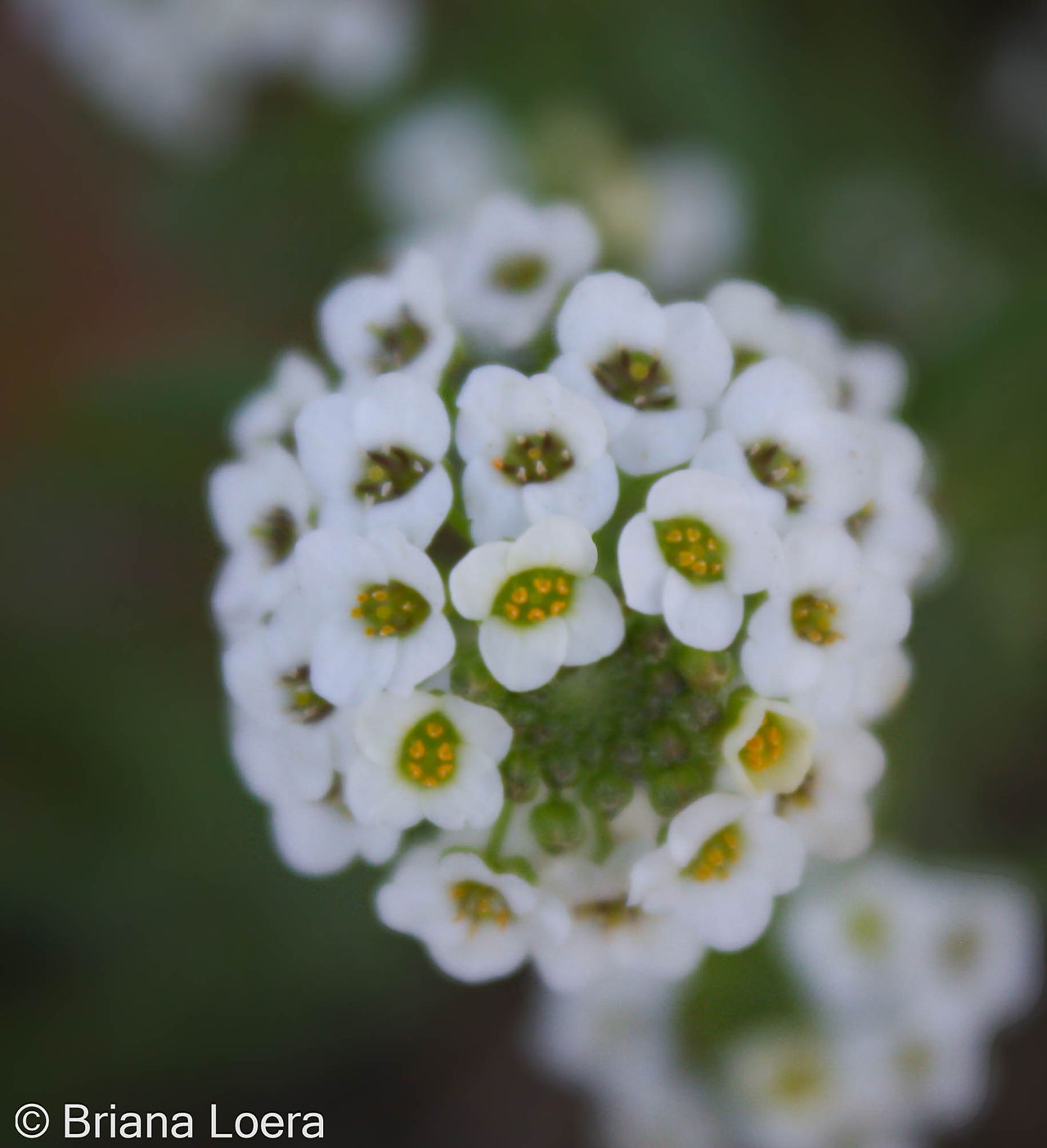 tiny white flowers