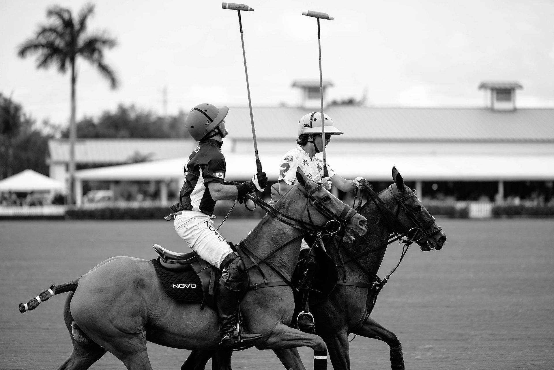 Polo ponies in motion during a fast and athletic match at the National Polo Center.