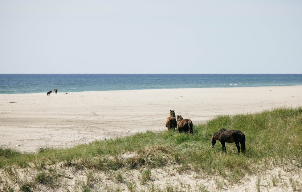 Wild horse moving through Sable Island beach — Marie Roy Photography