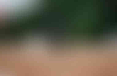 Side view of a horse and rider executing precise dressage movements, from beginner to professional levels in PEI.