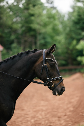 Editorial photograph of dressage competition, emphasizing rhythm, timing, and equestrian partnership.