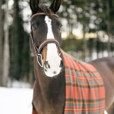 Winter Equine Portraits