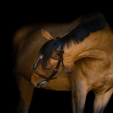 Spring Equestrian Session | The Brennan Family