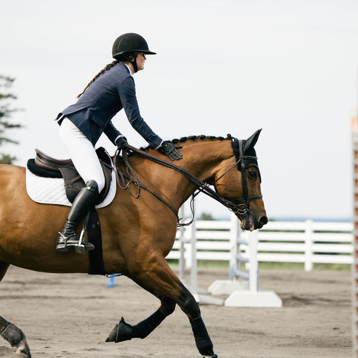 Finding Your Way Back: An Adult Amateur's Return to Showing