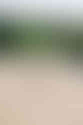 Portrait of a horse and rider partnership captured during a summer equestrian show season