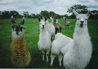 llama-pic-group-face.jpg