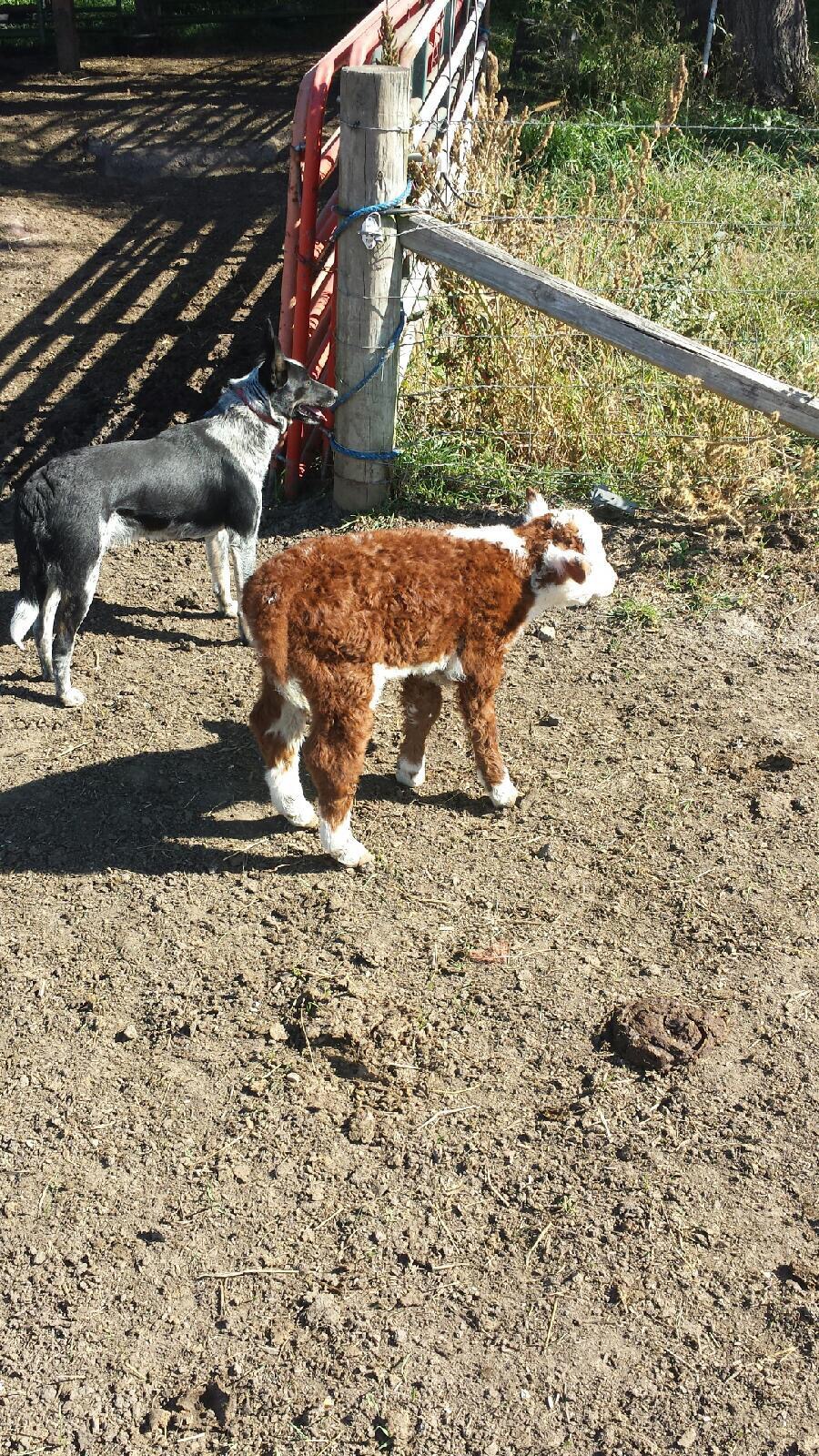 Gallery Bear Grove Fam Farms