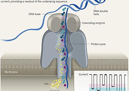 54.Gal_Goldner.Ebenstein.nanopore_base_m