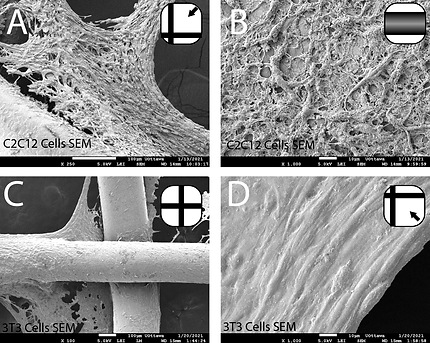 bio-loom-paper_SEM-Images.bmp