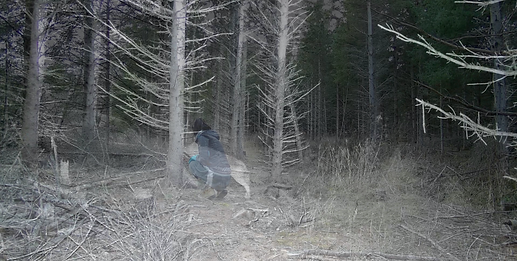 The Pheromone Trees and Coyote, video still