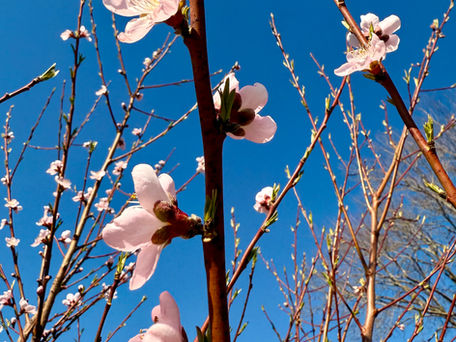 Non-Dual Pointer 👉🏻🌙