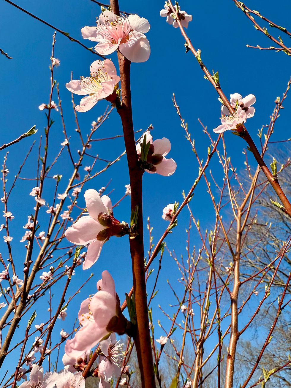 Non-Dual Pointer 👉🏻🌙