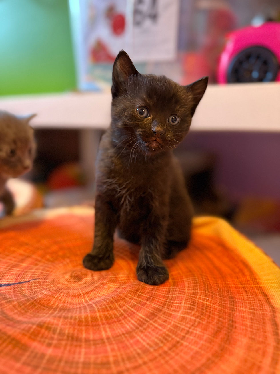 A Divine Matrix of Light! ✨