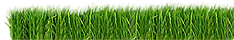 Grass Strip