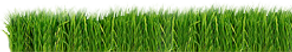 Grass Strip