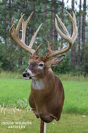 crouse-trophy-whitetail-mount.jpg.JPG