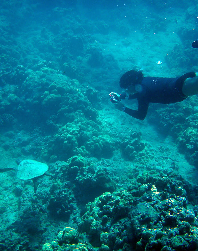 sea diving.jpeg