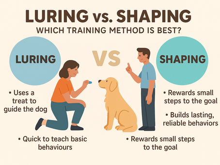 Luring vs Shaping Behaviour - Dog Training Explained