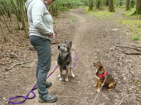 10 Tips to Encourage Better Dog Behaviour and Build Trust