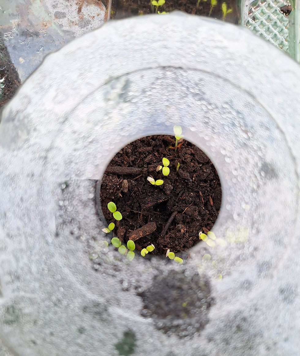 Young seedlings sprout in dark soil, viewed through a circular opening of a frosty plastic cover, creating a fresh, hopeful mood.