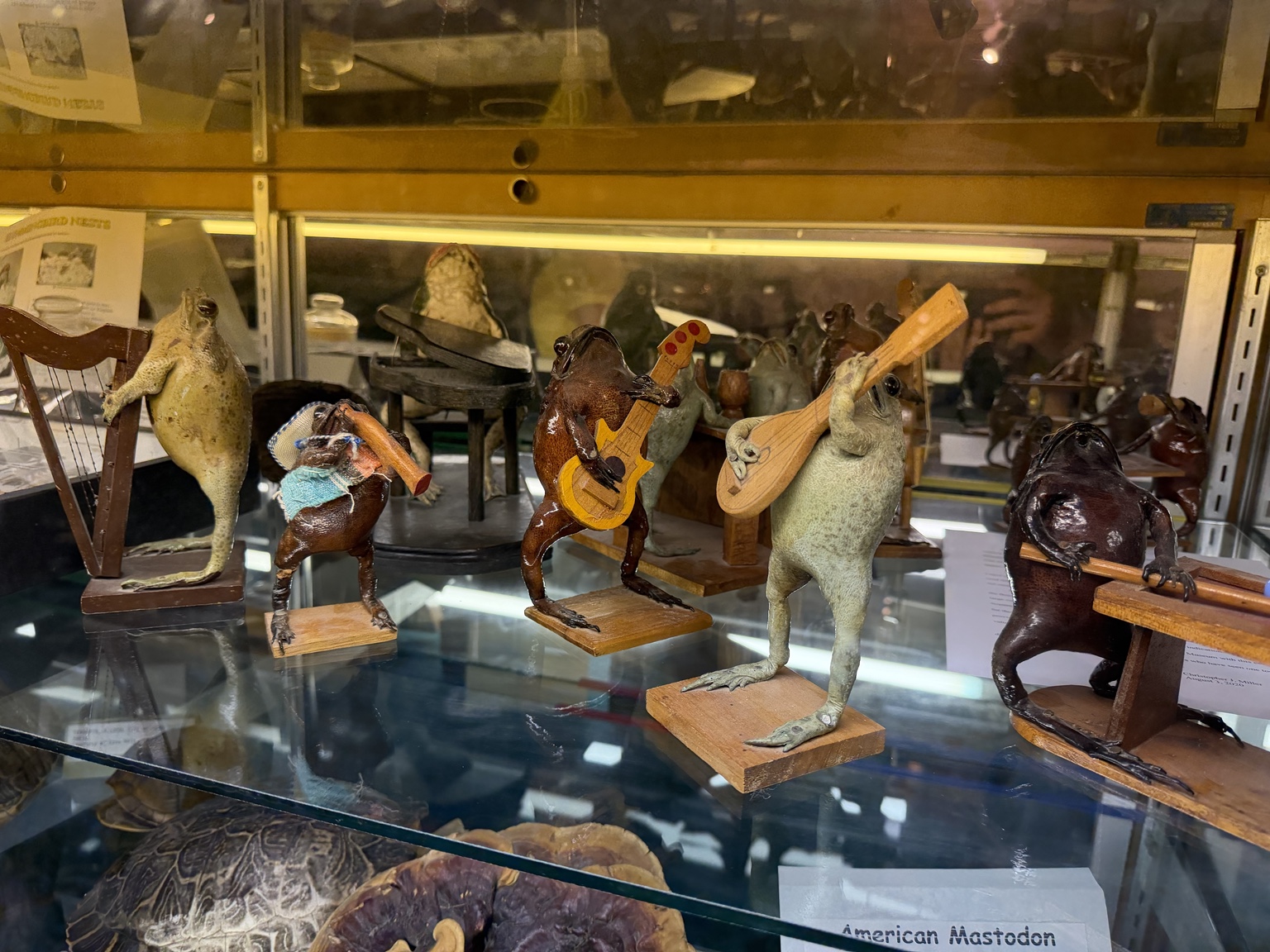 Taxidermied frogs posed with musical instruments at the Current River Heritage Museum.