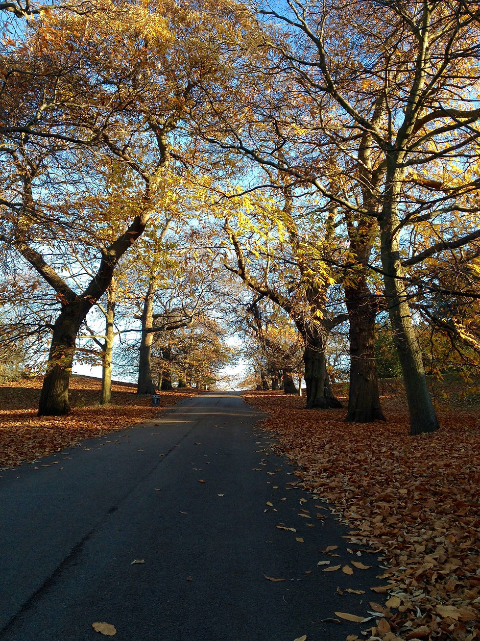 Autumn in Greenwich Park